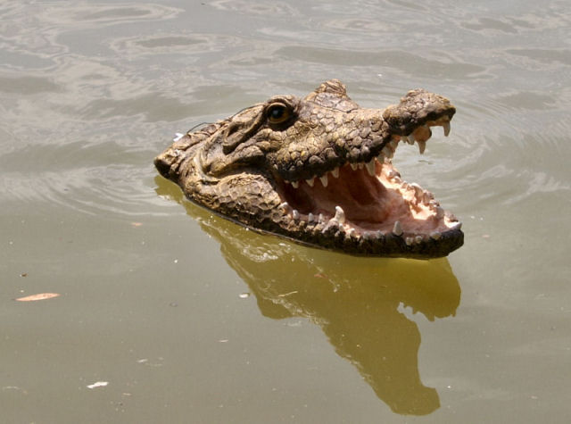 RC_Croc_2.jpg